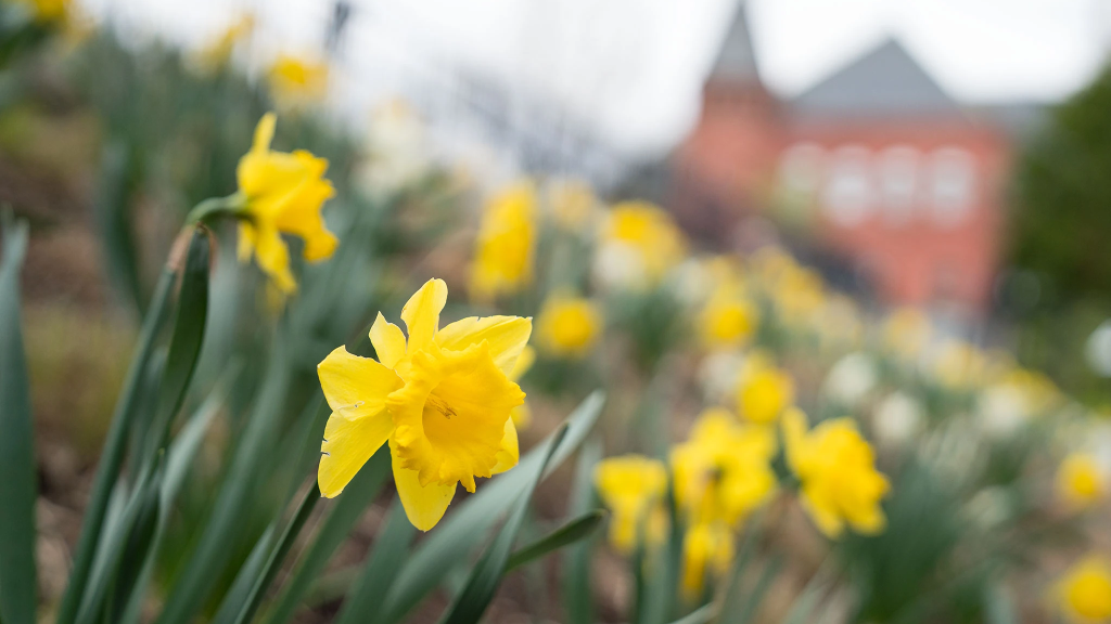 Daffodils