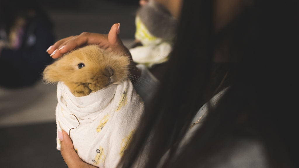 Student petting a baby bunny.