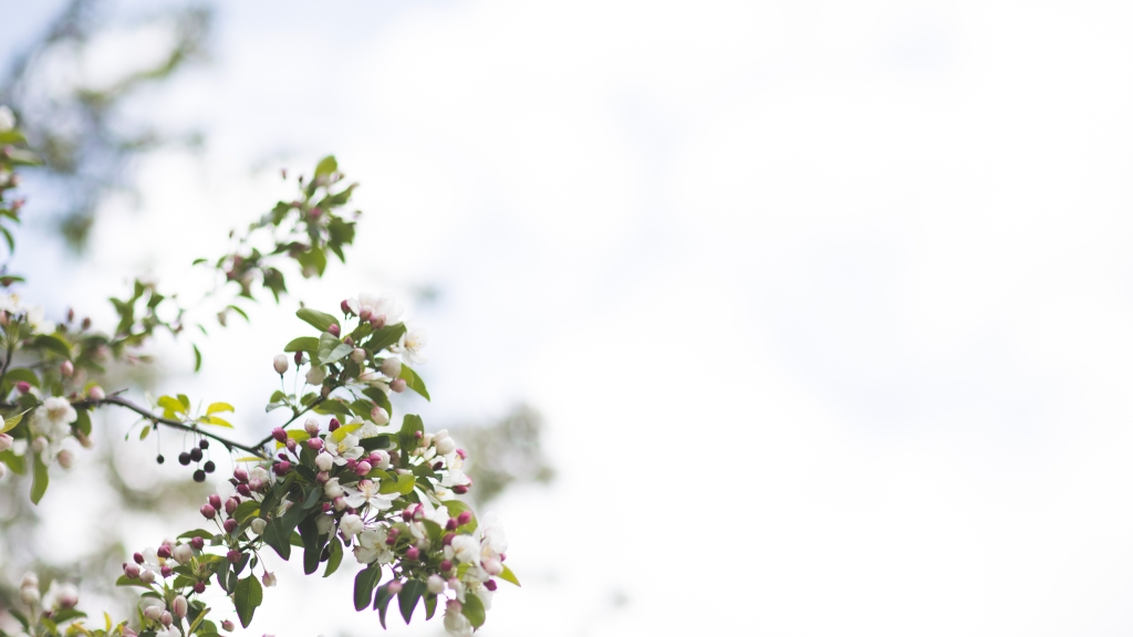 Crab apple blossoms